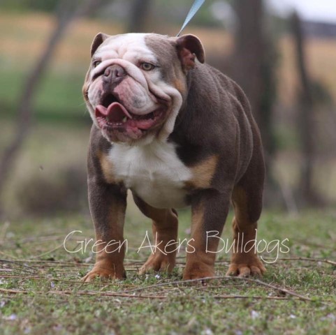 English Bulldog puppy dog for sale in Oologah, Oklahoma