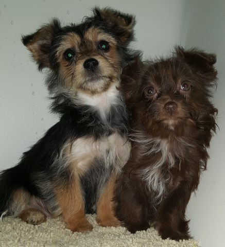 puppies bichon females yorkie adorable loving born stanwood michigan