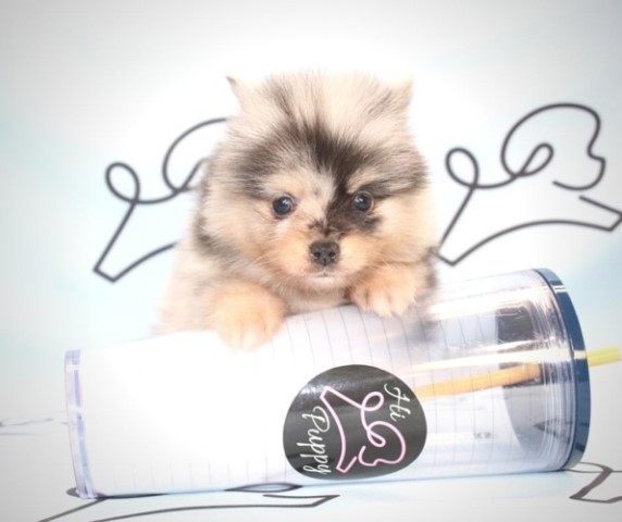 Pomeranian puppy dog for sale in Las Vegas, Nevada