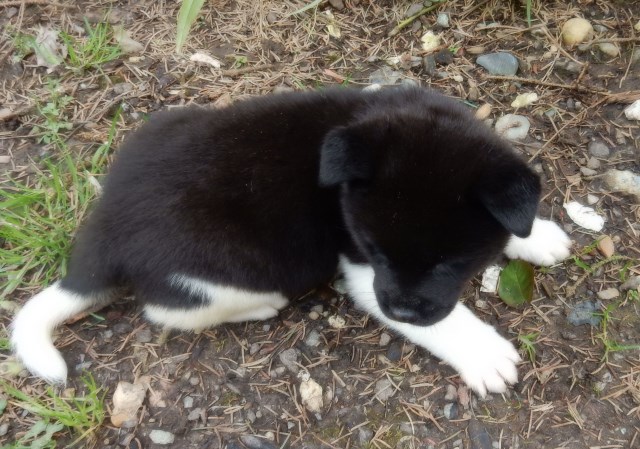 Akita Puppies For Sale In Tacoma Wa Akita Puppy Dog For Sale In Tacoma, Wa, Washington