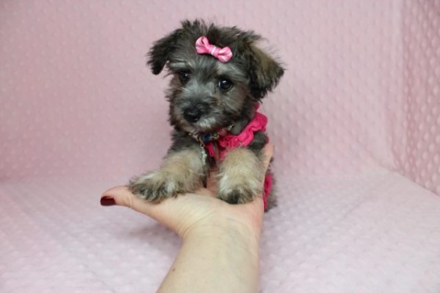 Morkie puppy dog for sale in Las Vegas, Nevada