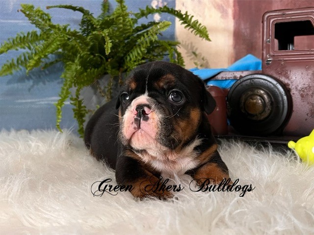 English Bulldog puppy dog for sale in Oologah, Oklahoma