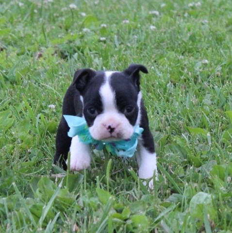 Boston Terrier Puppy Dog For Sale In San Antonio Texas