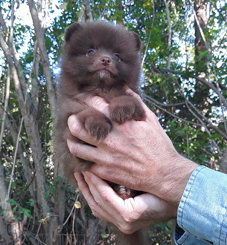 male teddy bear