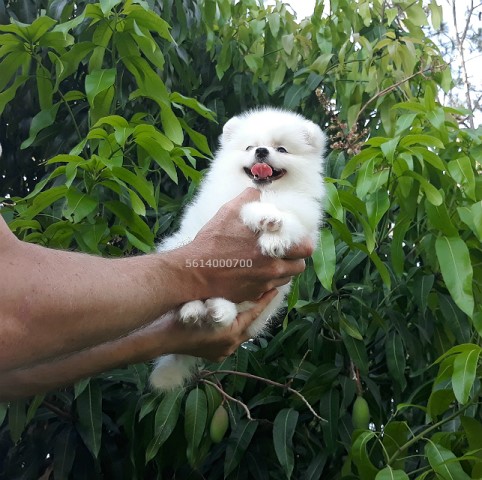 teacup pomeranian puppy for sale teddy bear face