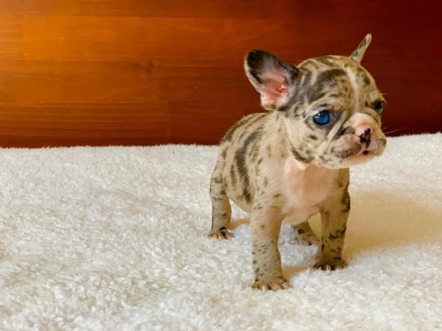 French Bulldog puppy dog for sale in San Jose, California