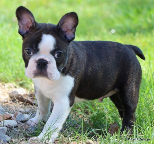 Boston Terrier puppy for sale + 65824