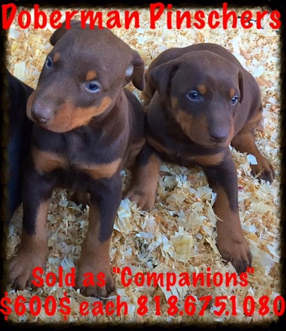 Doberman Pinscher Puppy Dog For Sale In North Hollywood California