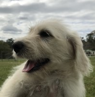 Labradoodle Puppies And Dogs For Sale Near You