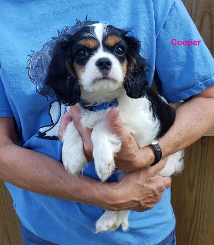 Cavalier King Charles Spaniel puppy for sale + 58072