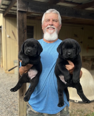 AKC Labrador Retriever Black Puppies