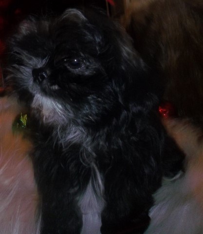 Shih Tzu puppy for sale + 64968