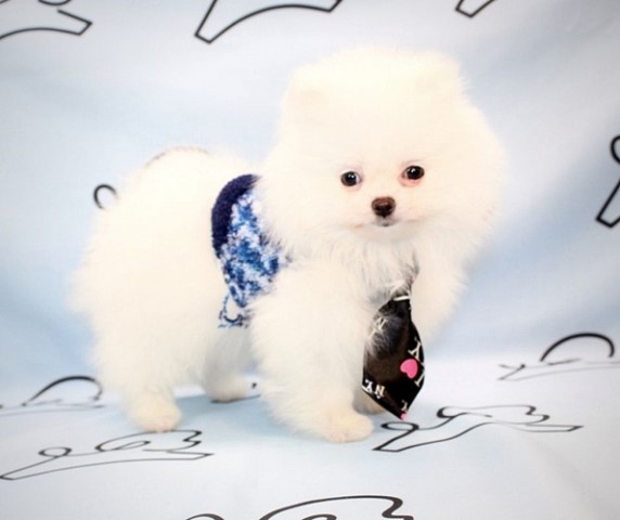 Pomeranian puppy dog for sale in Las Vegas, Nevada