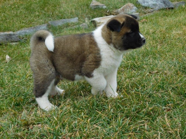 Akita puppy dog for sale in Honey Brook, Pennsylvania