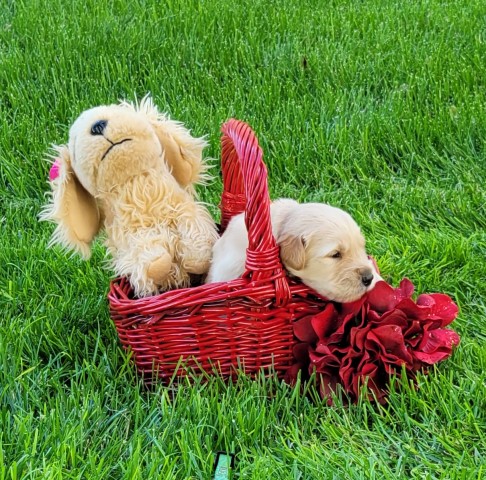 Golden Retriever puppy for sale + 65938