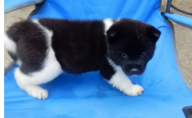 Akita puppy dog for sale in tacoma, Washington