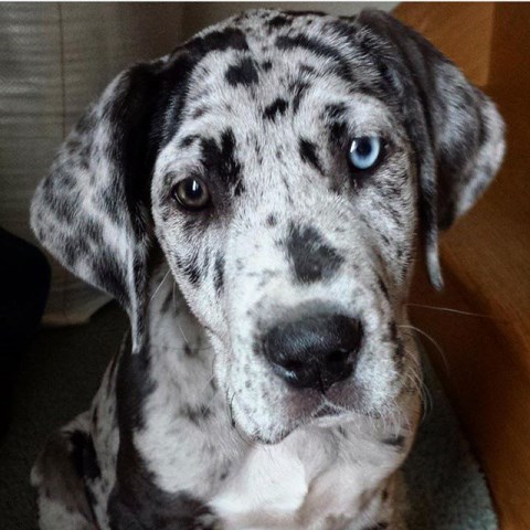 Great Dane puppy dog for sale in Birnamwood, Wisconsin