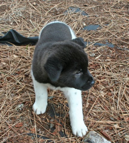 Akita puppy dog for sale in Tacoma, WA, Washington