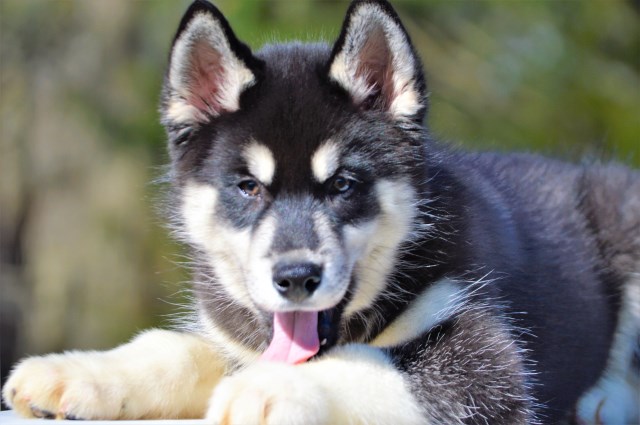 Siberian Husky puppy dog for sale in Carnesville, Georgia