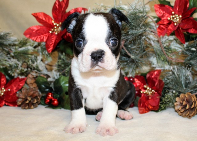 Boston Terrier puppy dog for sale in Anderson, South Carolina