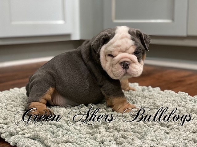 English Bulldog puppy dog for sale in Oologah, Oklahoma