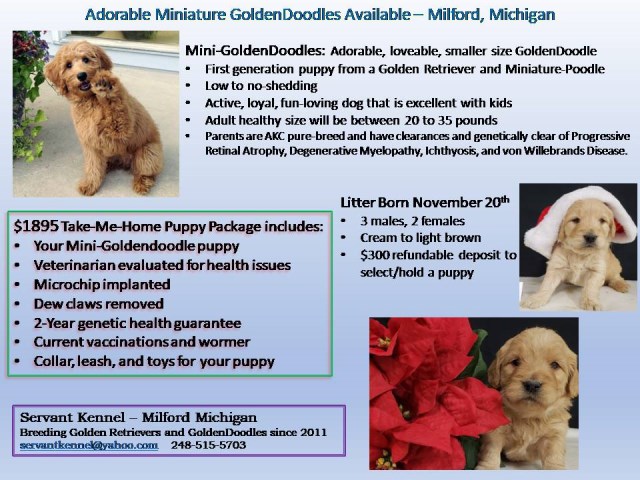 Goldendoodle puppy dog for sale in Milford, Michigan