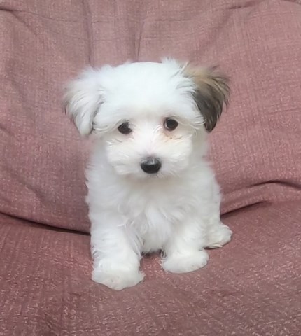 Morkie puppy dog for sale in DELAND, Florida