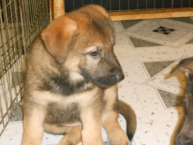 German Shepherd Dog puppy for sale + 66082