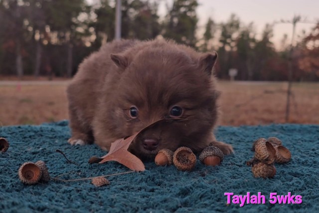 Pomeranian Puppy Dog For Sale In Tomah, Wisconsin