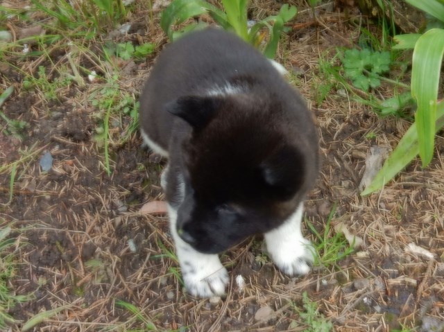 Akita puppy dog for sale in tacoma, Washington