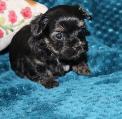 Havanese puppy dog for sale in southeast, Kansas