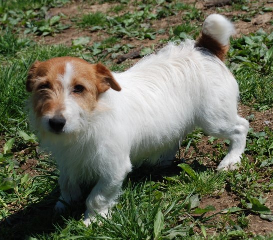 Jack Russell Terrier Puppy Dog For Sale In Apple Grove West Virginia