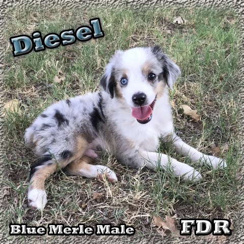 Miniature Australian Shepherd puppy dog for sale in ...