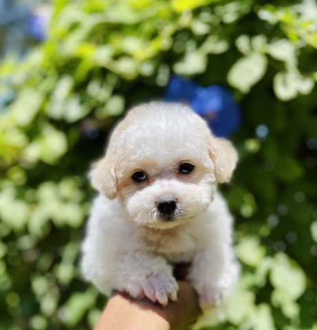 Poodle Toy puppy dog for sale in Redlands, California