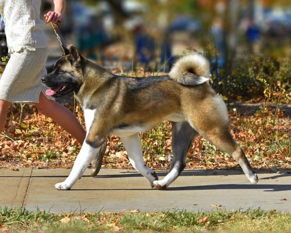 Akita puppy dog for sale in Bakersfield, California