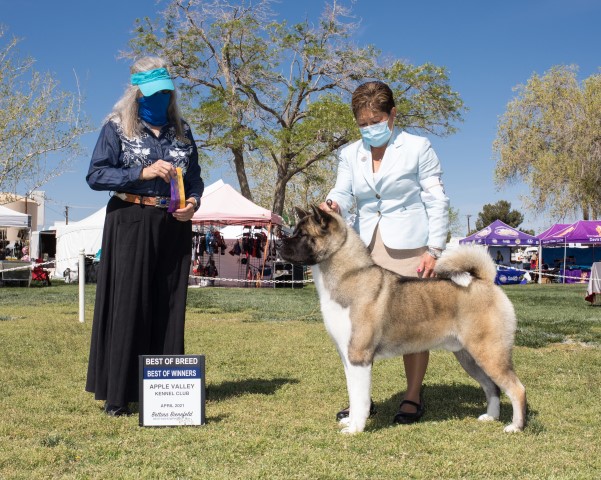 Akita puppy dog for sale in Bakersfield, California