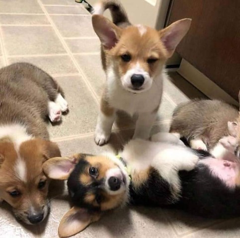 Pembroke Welsh Corgi puppy dog for sale in Hawaii National Park, Hawaii