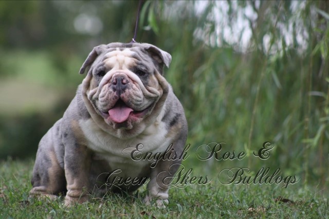 English Bulldog puppy dog for sale in Oologah, Oklahoma