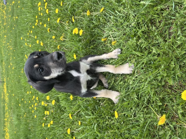 Great Dane puppy dog for sale in Finlayson, Minnesota