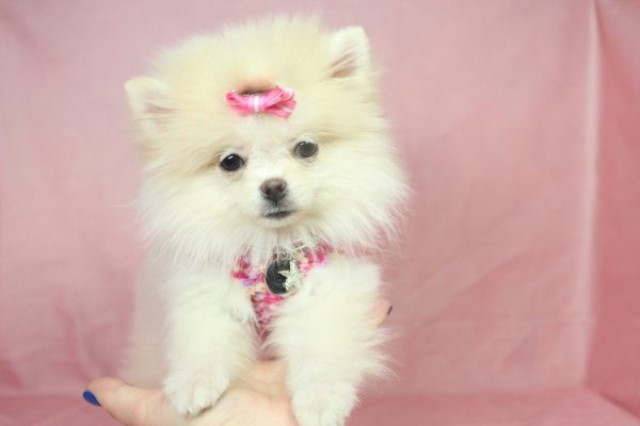 Pomeranian puppy dog for sale in Las Vegas, Nevada