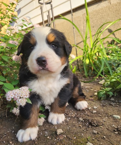 Bernese Mountain Dog puppy for sale + 65943