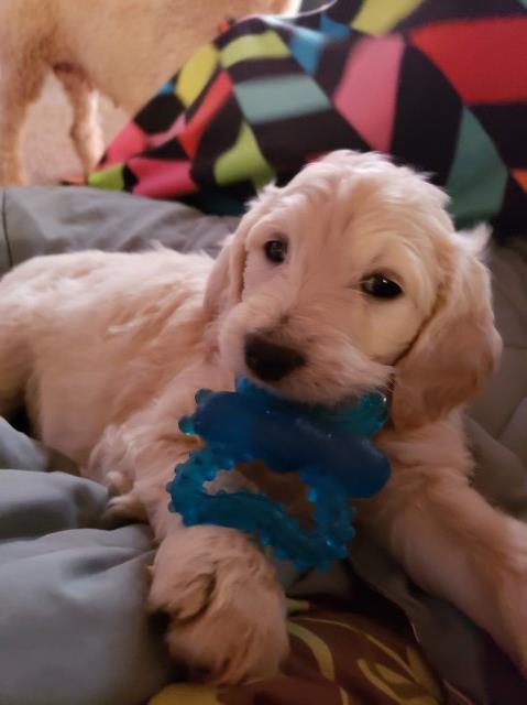 Goldendoodle puppy dog for sale in Kingman, Arizona