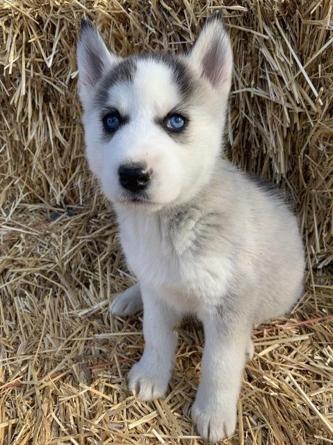 Siberian Husky puppy dog for sale in Crown Point, Indiana