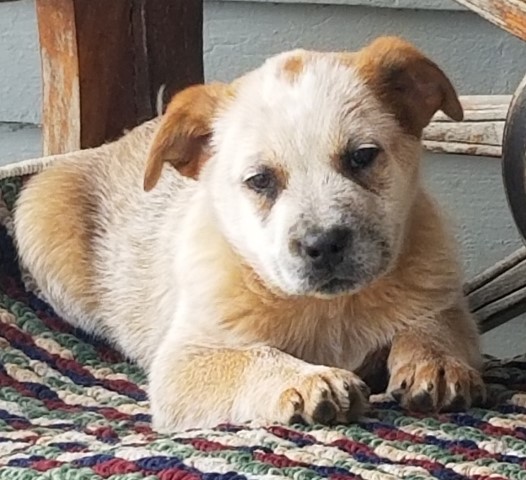 Australian Cattle Dog puppy dog for sale in Waukon, Iowa