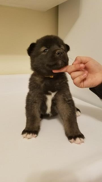 Akita puppy dog for sale in Laurel,md, Maryland