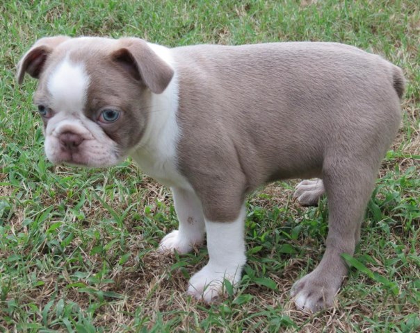 Boston Terrier Puppy Dog For Sale In Memphis Tennessee