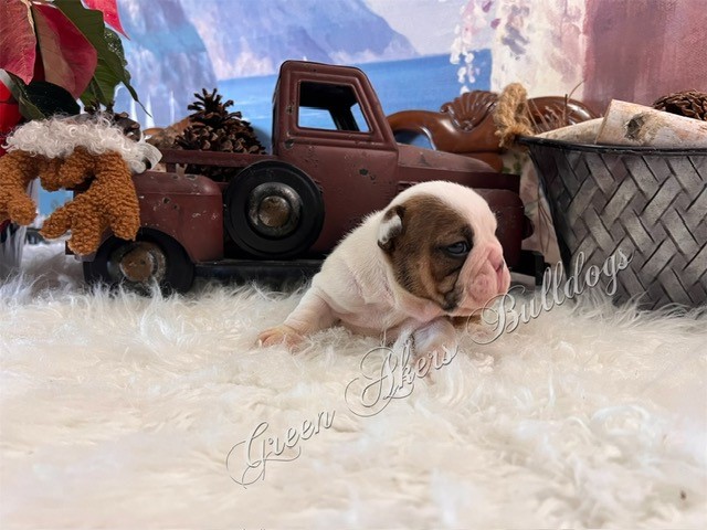 English Bulldog puppy dog for sale in Oologah, Oklahoma