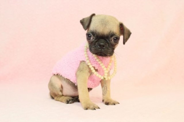 Pug puppy dog for sale in Las Vegas, Nevada