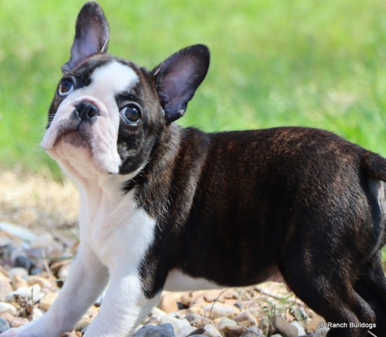 AKC Healthy, Happy and Beautiful AKC Boston Terrier Puppies