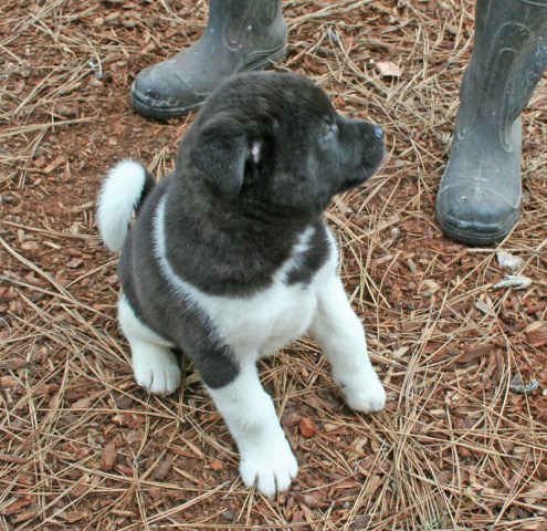 Akita puppy dog for sale in Tacoma, WA, Washington